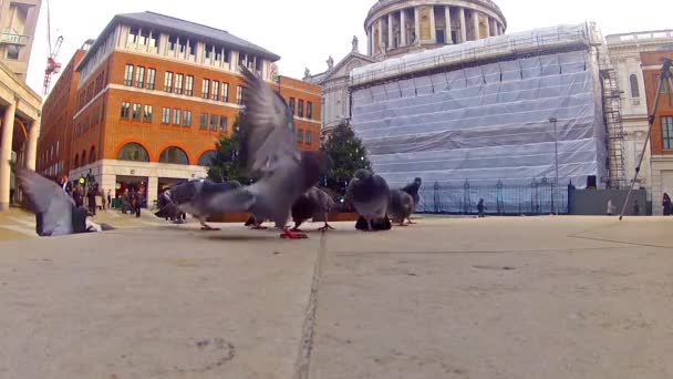 Un troupeau de pigeons mangeant . — Video