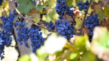 Şaraplık üzüm bağı içinde hasat