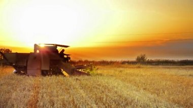 gün batımında hasat