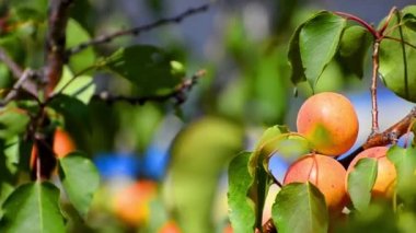 Kayısı ağacı üzerinde