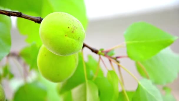 Albaricoque verde en el árbol — Vídeo de stock