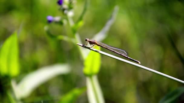 Libelle op een blad — Stockvideo