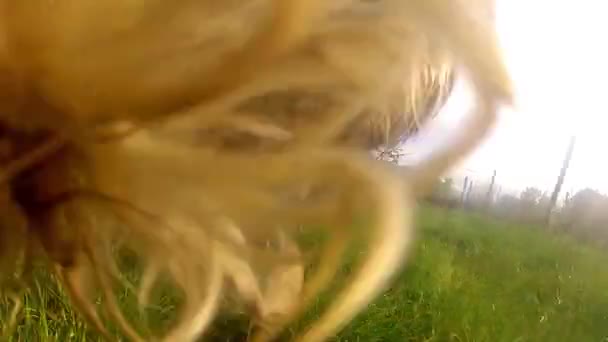 Hond spelen met camera — Stockvideo