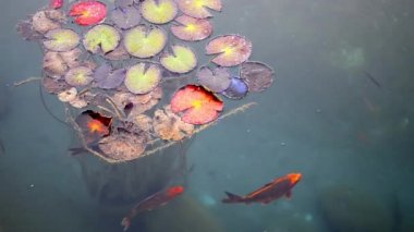 Balık ve dev zambak yastıkları