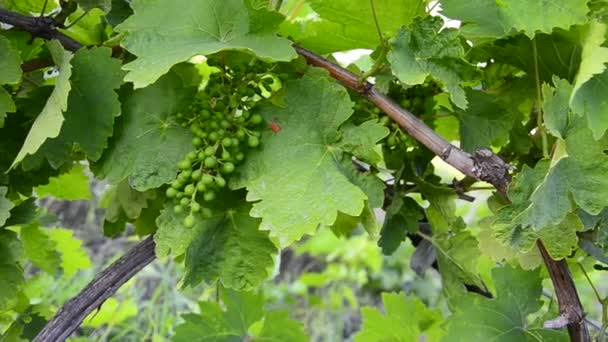 Гроздь винограда на виноградной лозе — стоковое видео