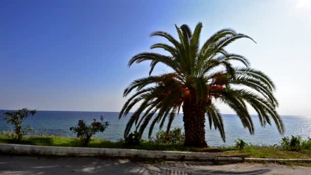 Palmera en el horizonte oceánico — Vídeo de stock