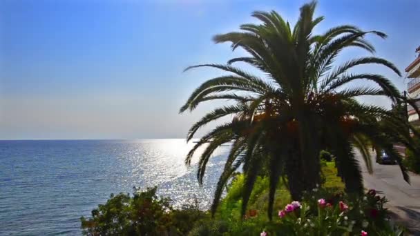 Palmera en el horizonte oceánico — Vídeo de stock