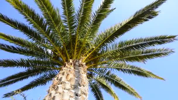 Palm tree — Stock Video