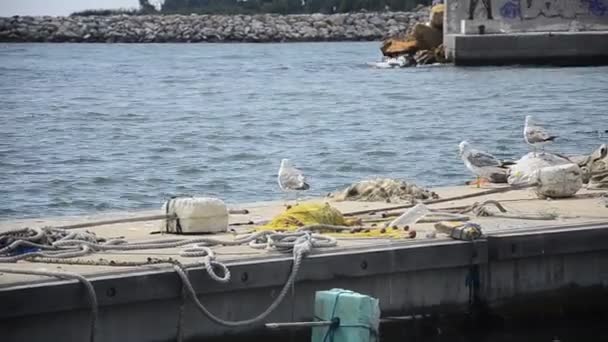 Чайки на гавани — стоковое видео