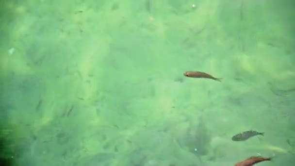 Чиста вода і риби — стокове відео
