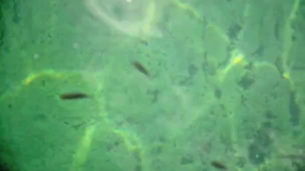 Eau propre et poissons — Video