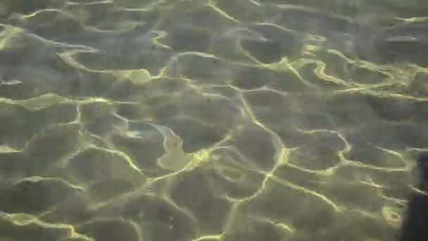 Rent vann med refleksjon – stockvideo