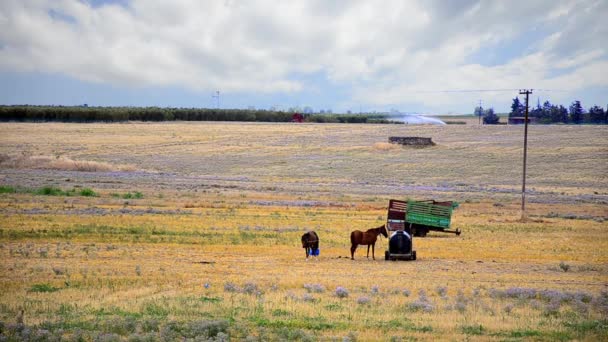 Cavalos no prado da fazenda — Vídeo de Stock