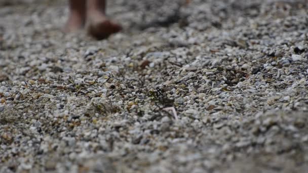 Tiener maakt voetafdrukken in het zand op het strand — Stockvideo