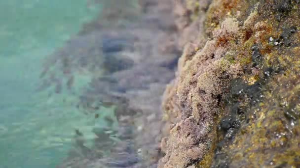 Водні хвилі миють грубу породу коралами — стокове відео