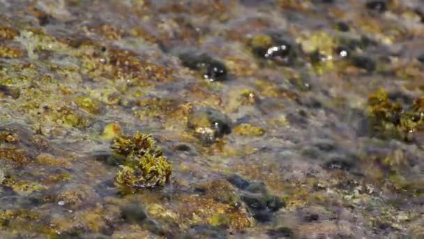 Océano salpicaduras de agua de mar en rocas de costa — Vídeo de stock