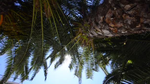 Pohon palem di pantai tropis — Stok Video