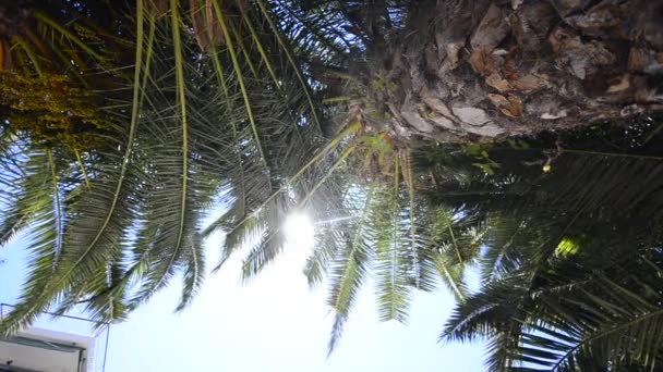 Palm tree on the tropical beach — Stock Video