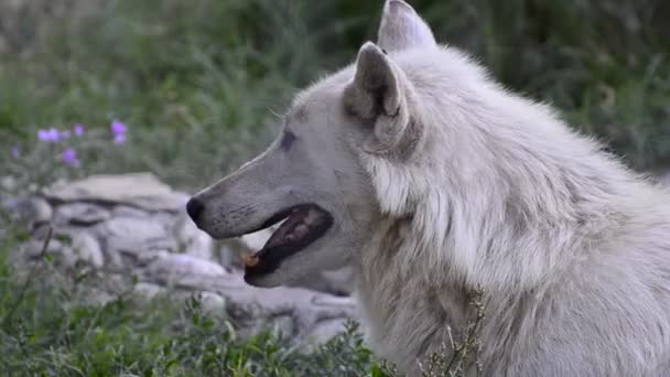 Cabeça de lobo na natureza — Vídeo de Stock