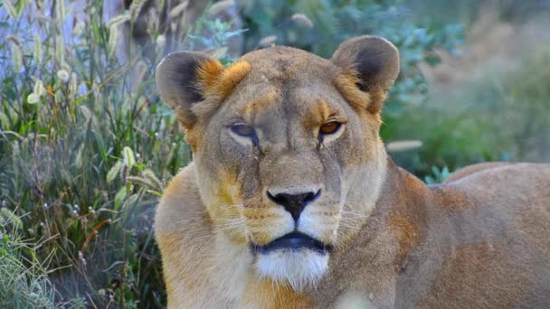 Lioness breathing heavily — Stock Video