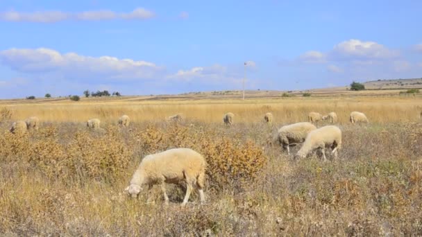 Rebaño de ovejas alimentadas — Vídeos de Stock