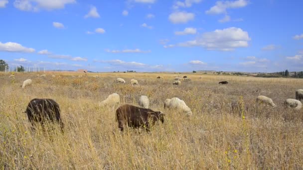 Отара овец пирует — стоковое видео