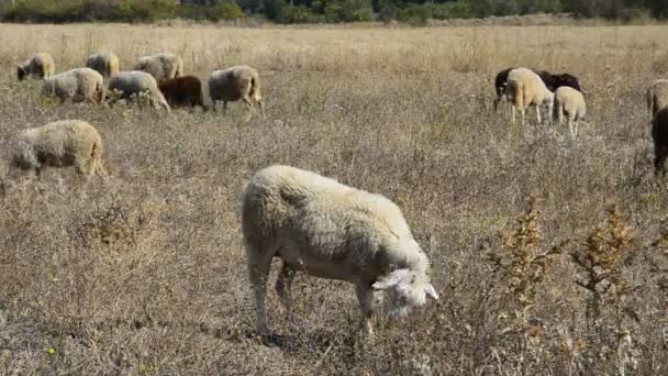 Rebanho de ovinos alimentados — Vídeo de Stock