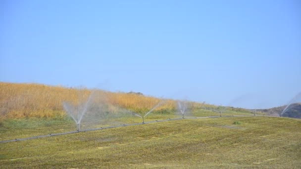 Water sprinkler showering agriculture cultivated field land — Stock Video