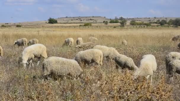 Flock of sheep feeding — Stock Video