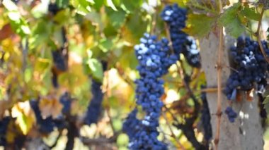 sonbahar üzüm hasat