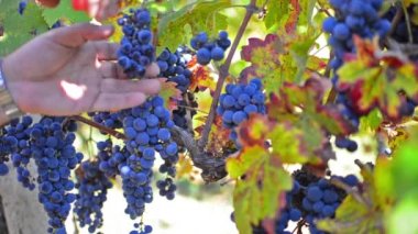 sonbahar üzüm hasat