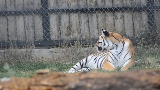 Sibirischer Tiger entspannt sich — Stockvideo