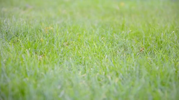 Enfant courant dans le jardin 