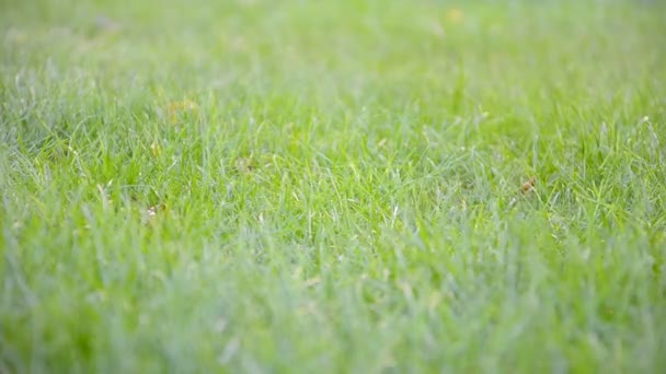 Niño corriendo en el jardín — Vídeos de Stock