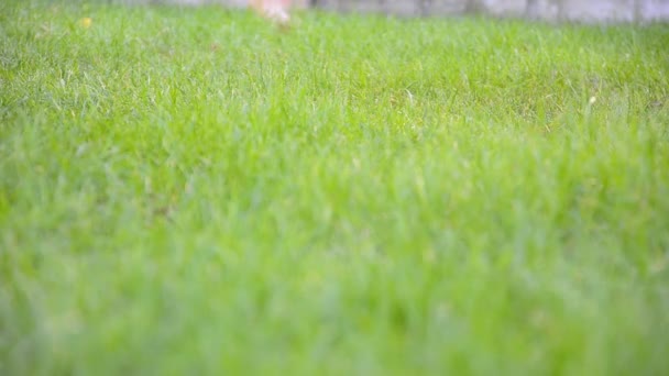 Enfant courant dans le jardin 
