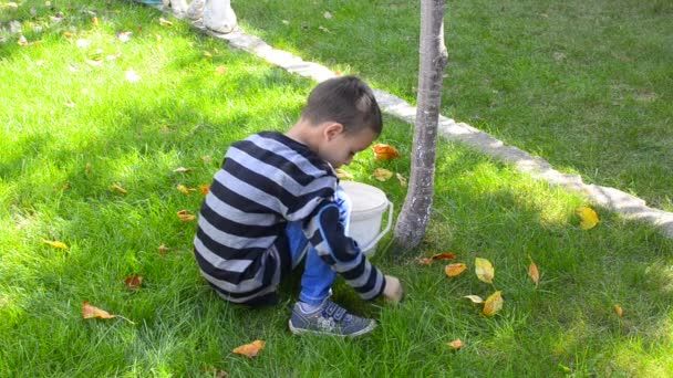 Enfant ramassant automne feuilles tombées — Video