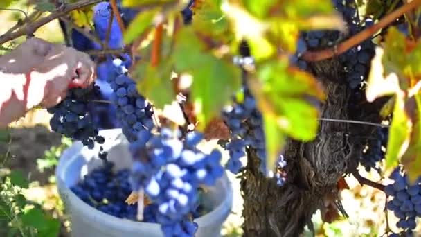 Виноград, собранный в винограднике — стоковое видео
