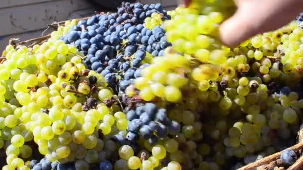 Cesta de uvas colhidas na vinha — Vídeo de Stock