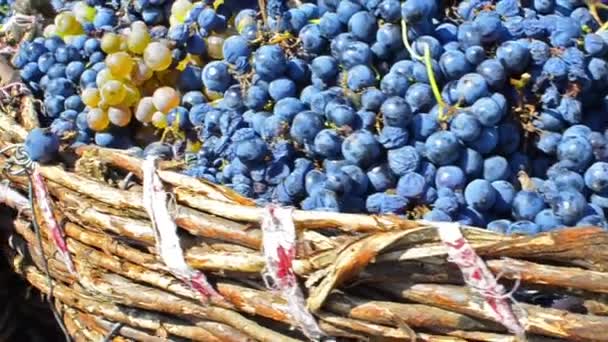Zbiorów winogron — Wideo stockowe