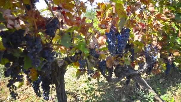 Uvas que cuelgan del viñedo — Vídeo de stock