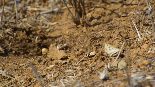 Hormigas llevando comida de mariposa — Vídeo de stock