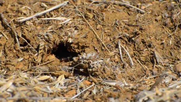行动的蚂蚁 — 图库视频影像