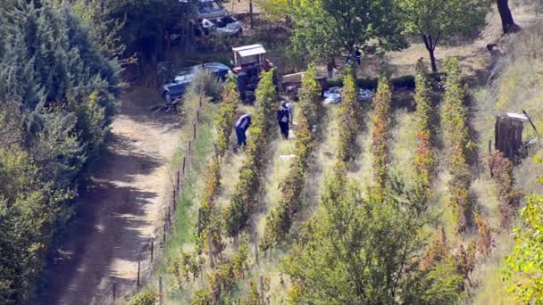 Gente cosechando uvas en viñedo — Vídeo de stock