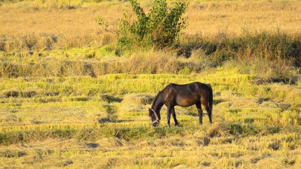 Cheval mangeant de la paille de riz sur le champ récolté 