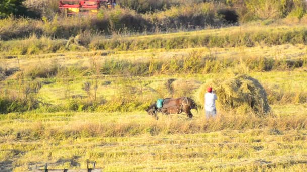 Farmer chargement de paille manuellement sur chariot à cheval — Video
