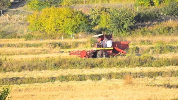 Combinar el campo de cosecha — Vídeo de stock