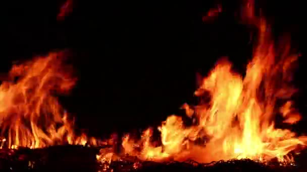 Fuego quemado real — Vídeos de Stock