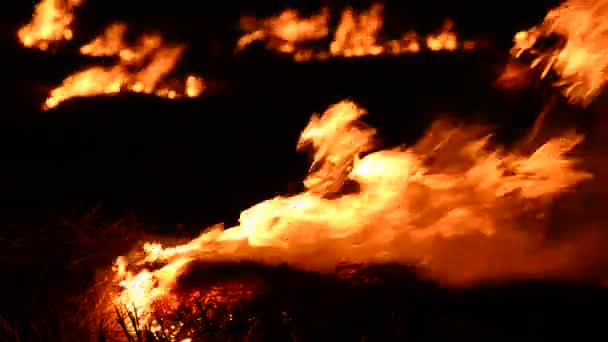 Echte branden brand — Stockvideo