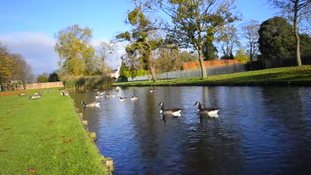 Manada de patos nadando en el lago — Vídeo de stock