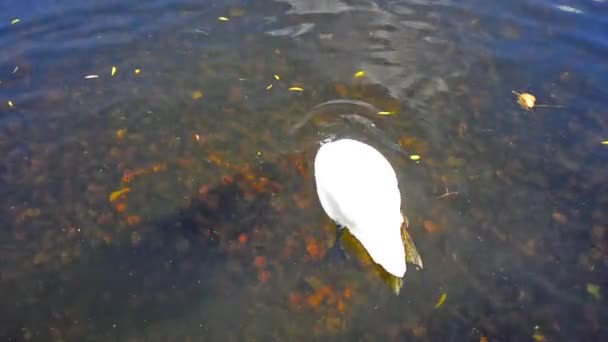 Cisne blanco nadando en el estanque — Vídeos de Stock